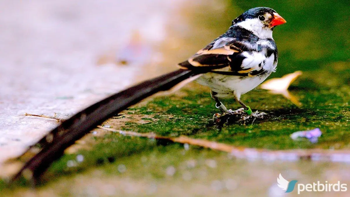 Photo Long-tailed paradise whydah