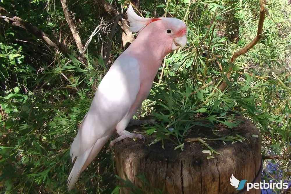 Photo Major Mitchell's Cockatoo