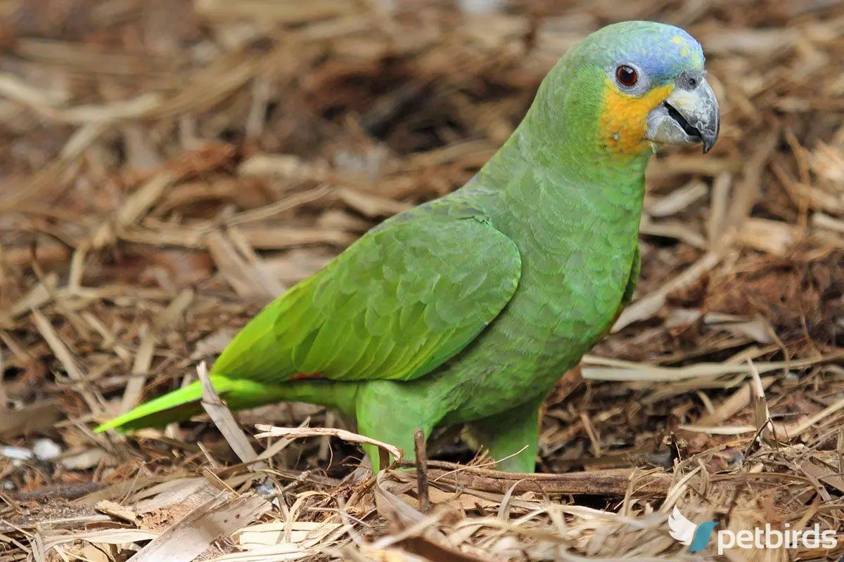 Photo Orange-winged amazon