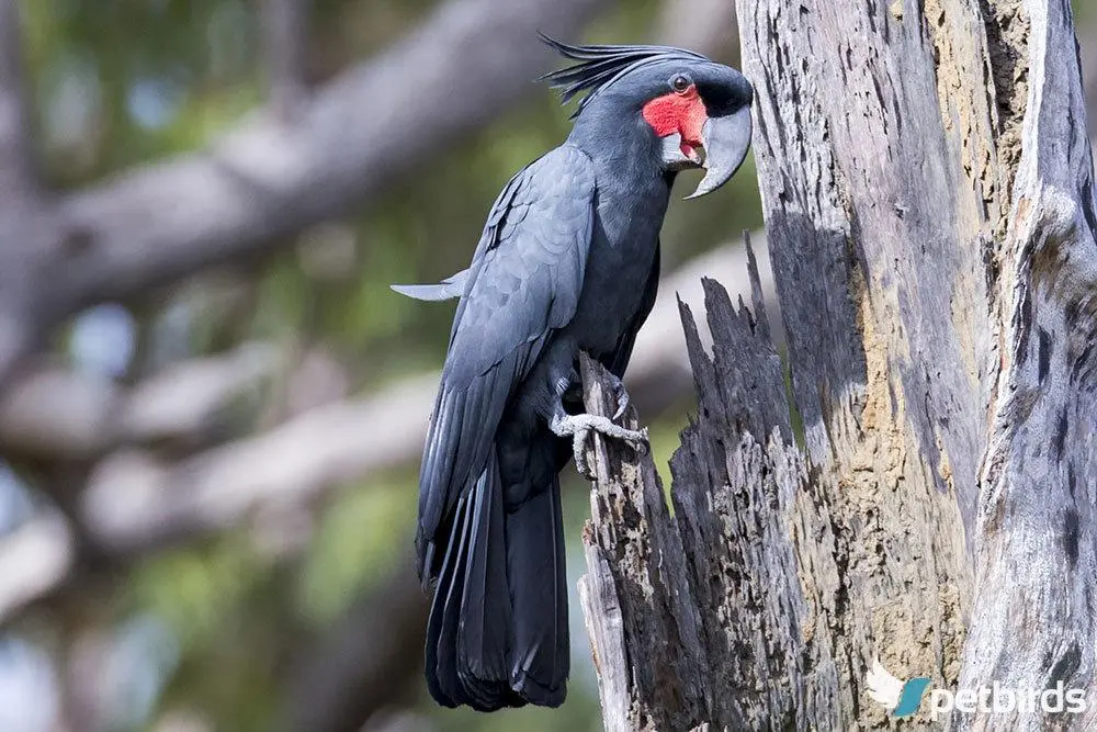 Photo Palm Cockatoo