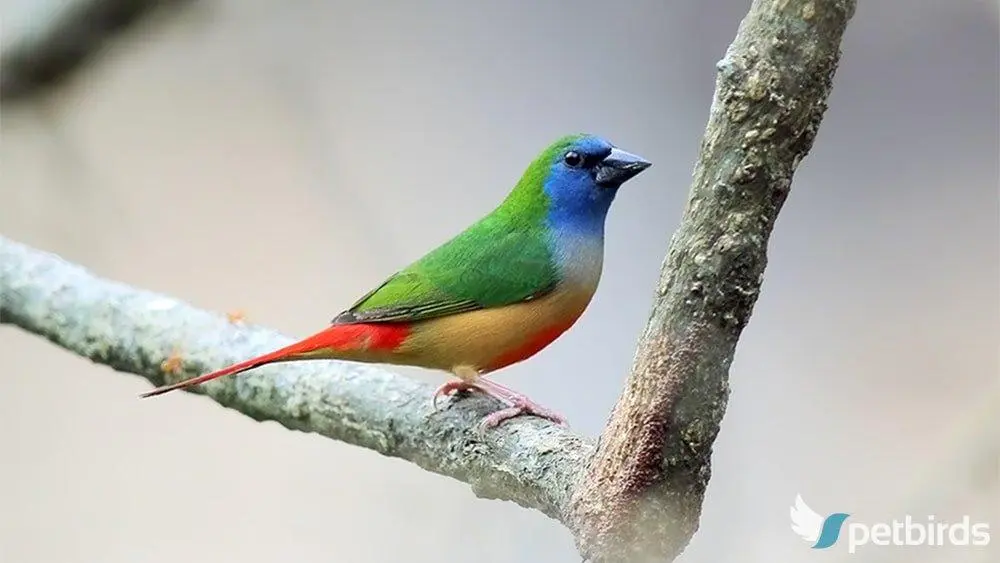 Photo Pin-tailed parrotfinch