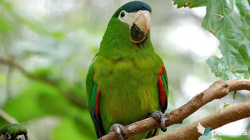 Photo Red-shouldered ή Hahn's Macaw