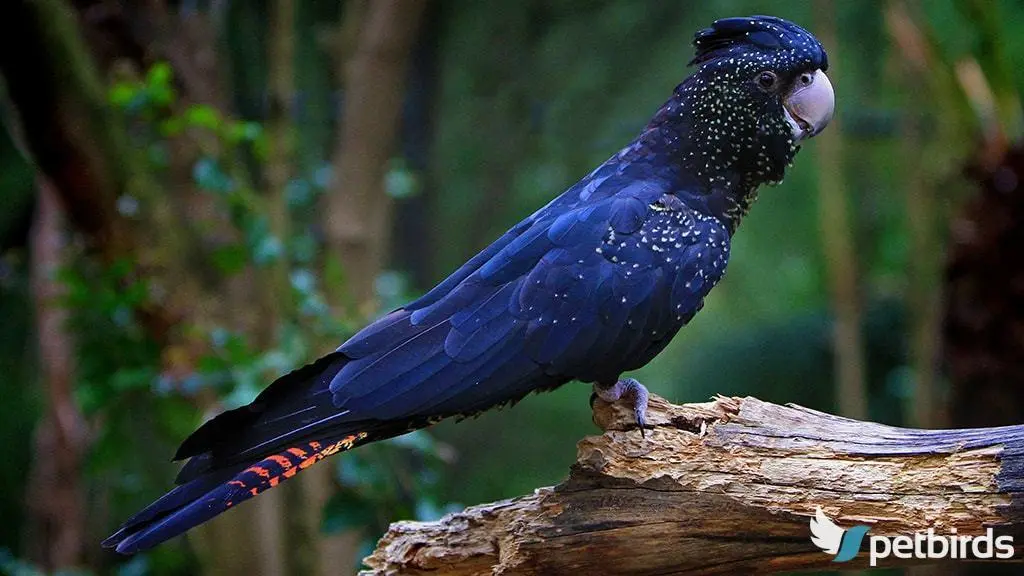 Photo Red-tailed black cockatoo