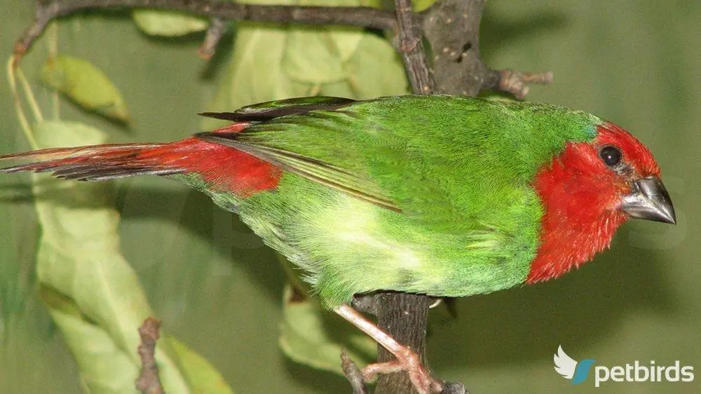 Photo: Red throated parrotfinch