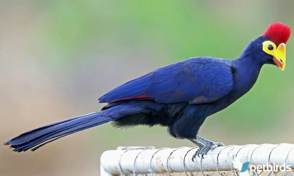 Photo Ross's turaco