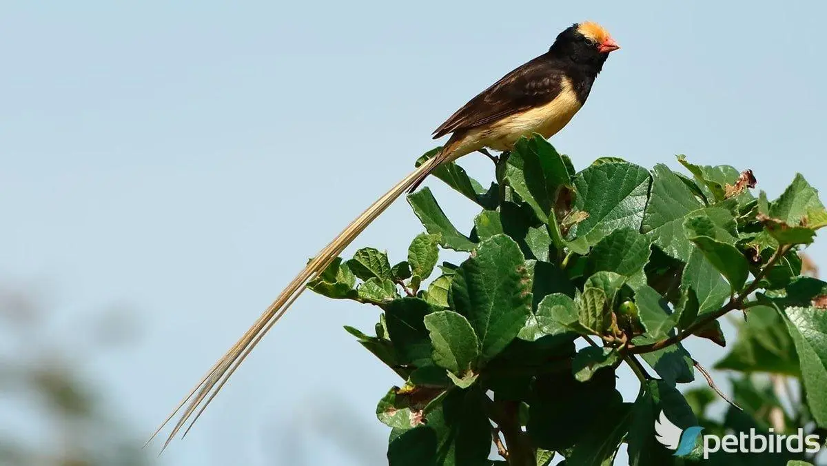 Photo Straw-tailed whydah