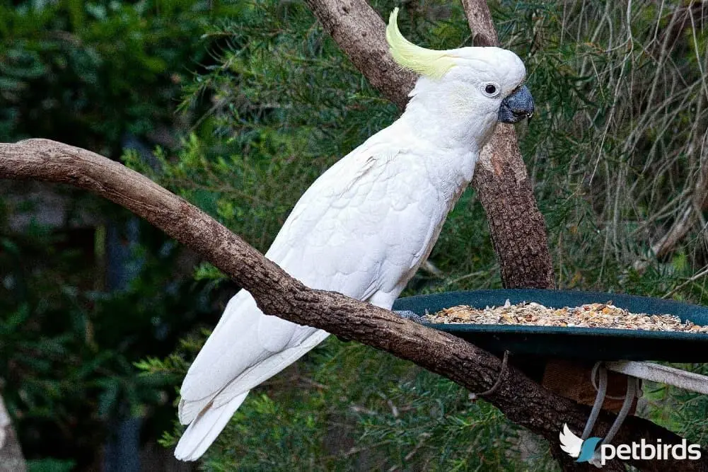 Photo Sulphur-crested cockatoo