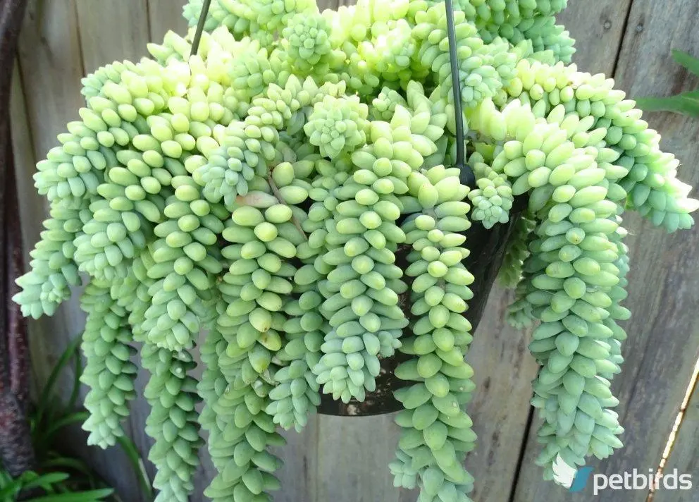 Sedum morganianum - Donkey tail