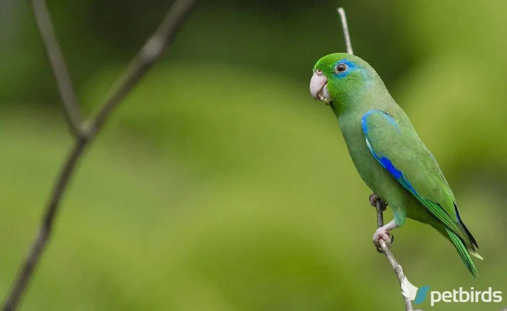 Spectacled Parrotlet (Forpus consicillatus)