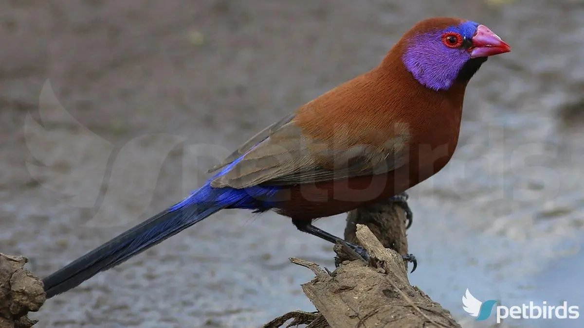 Violet-eared waxbill