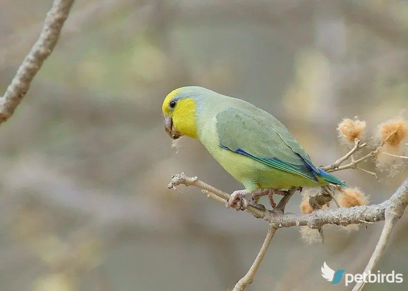 Yellow-faced Parrotlet (Forpus xanthops)