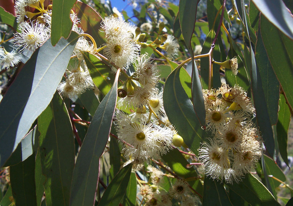 Eucalyptus_flowers2.jpg