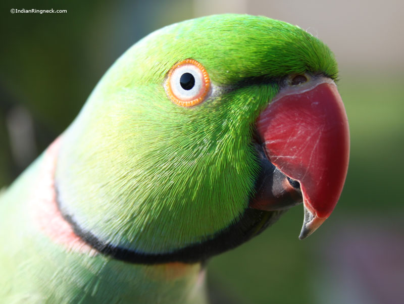 beautiful-male-ringneck.jpg