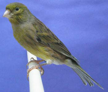 timbrado-canary.jpg