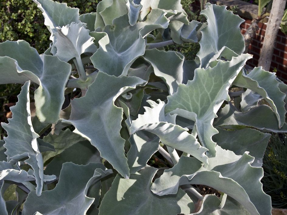 kalanchoe-beharensis.jpg