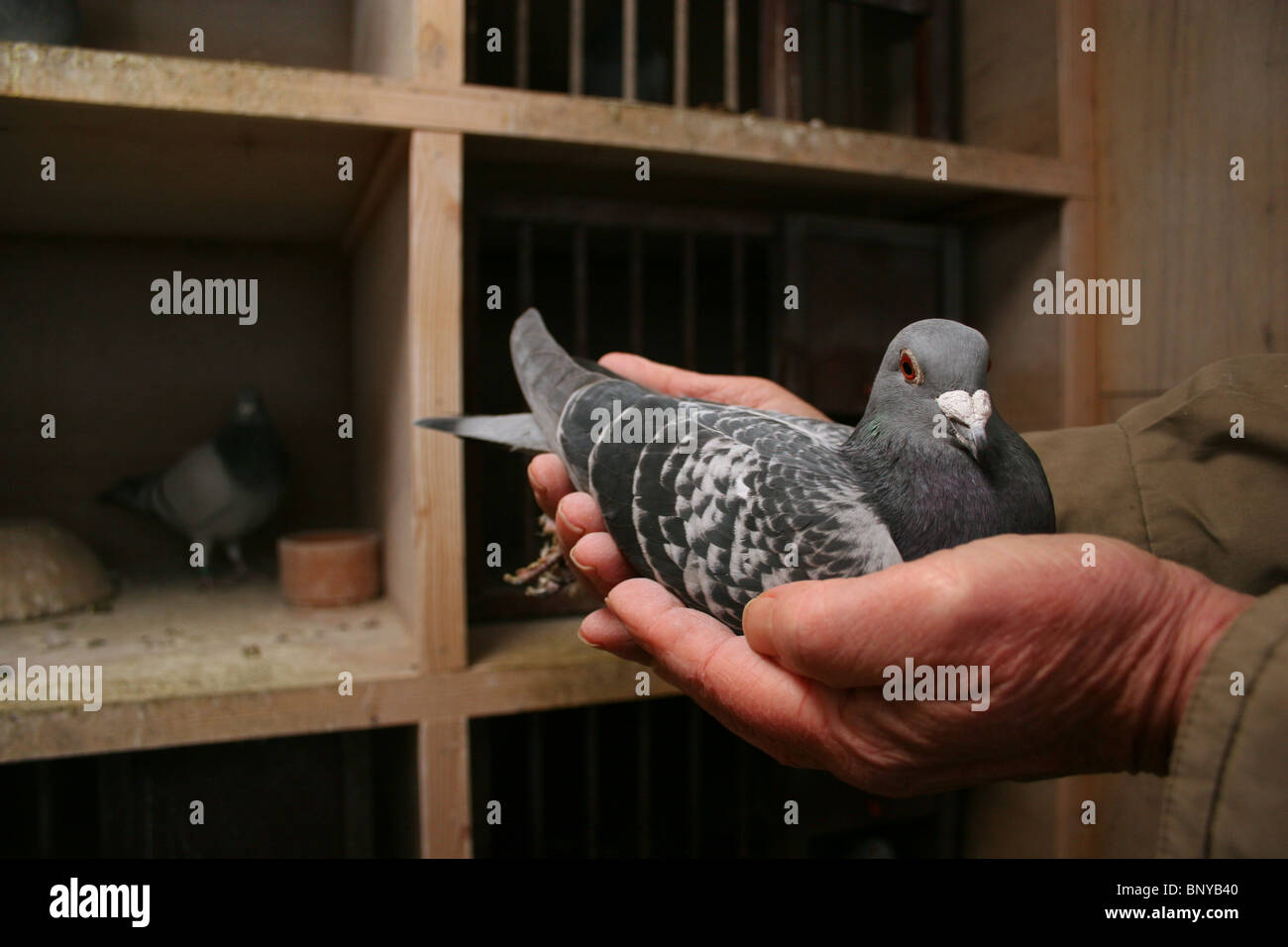 racing-pigeon-being-handled-in-loft-rutland-uk-BNYB40.jpg