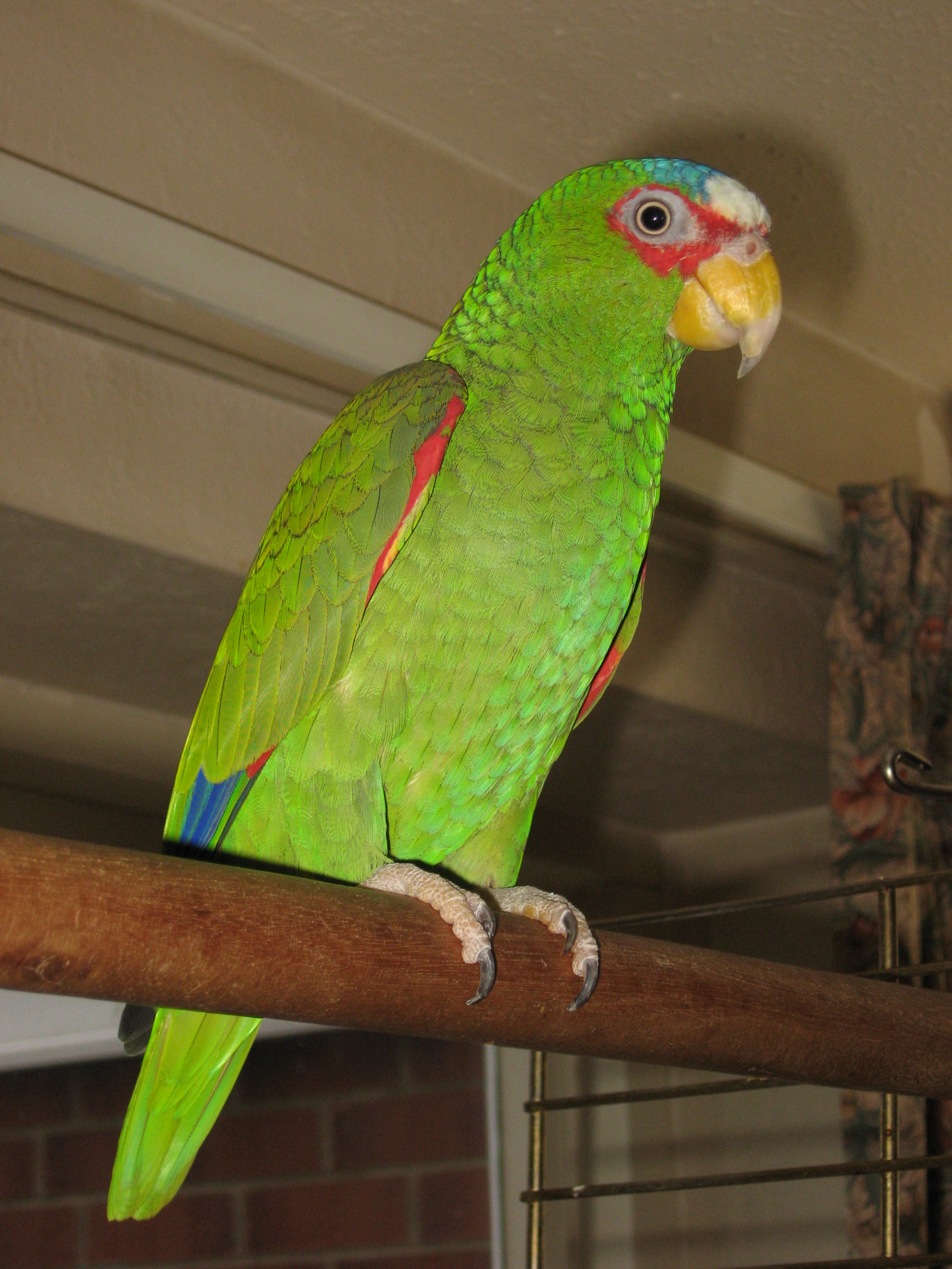 White-fronted_Amazon-Amazona_albifrons-pet_on_a_perch.jpg