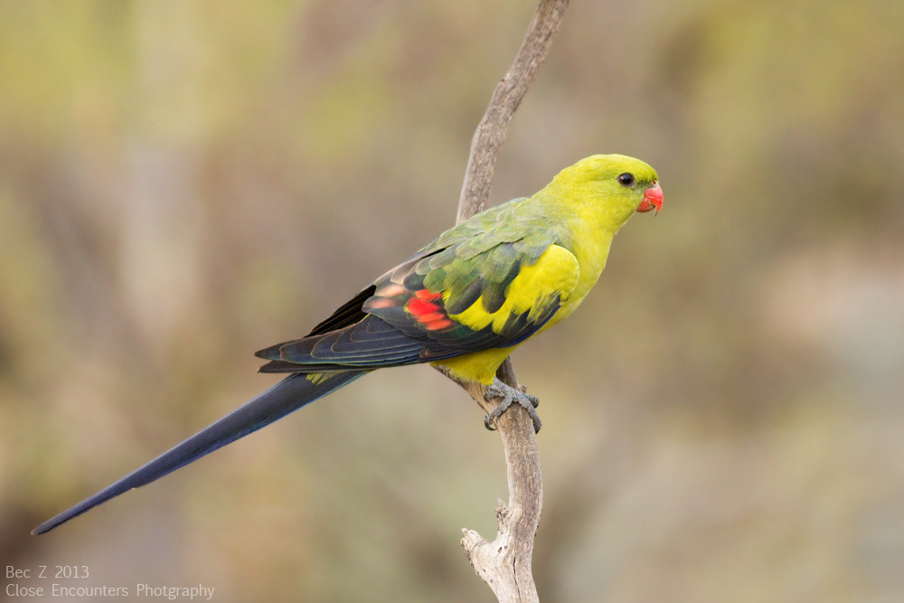 IMG_5707+Regent+Parrot+S.jpg