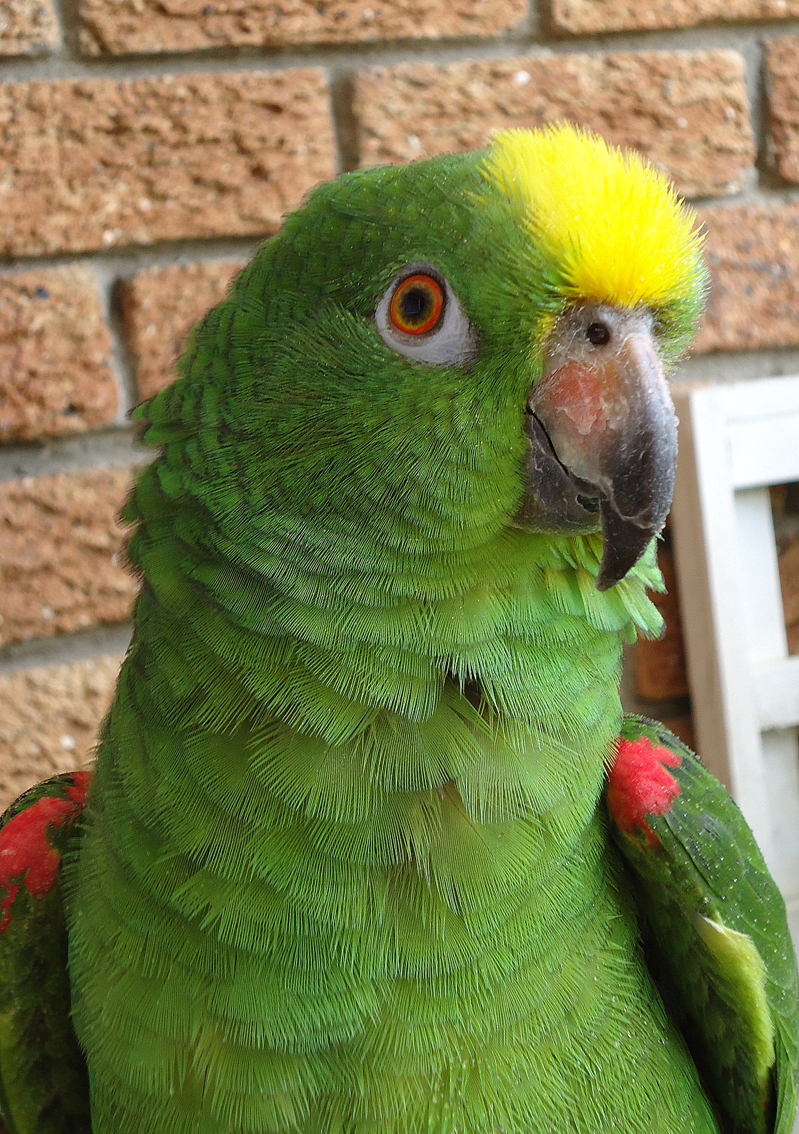 Amazona_ochrocephala_-pet_parrot-8a.jpg