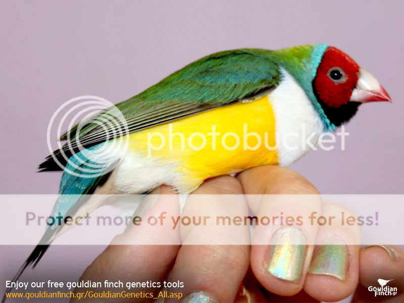 Gouldians503.jpg