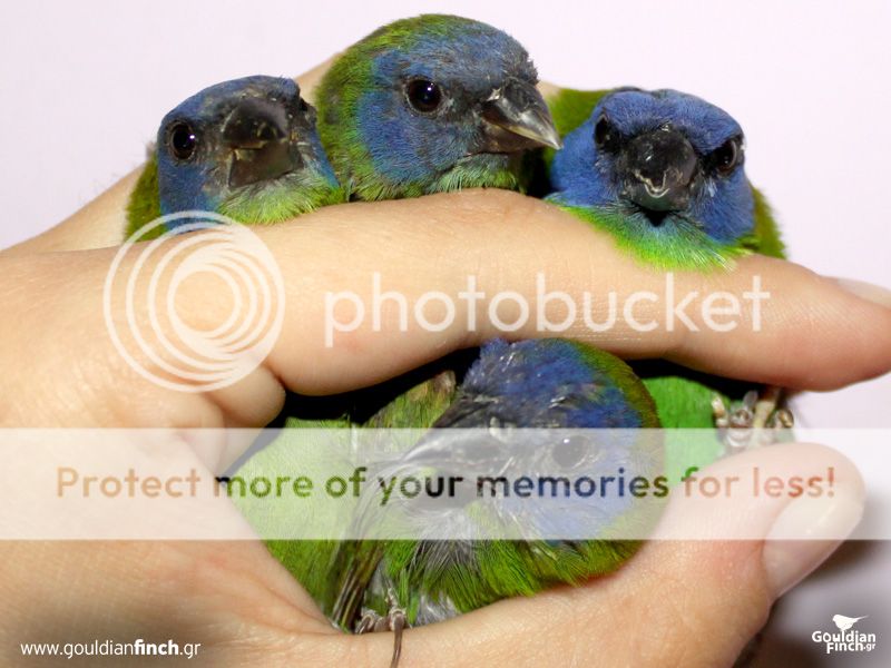 Parrotfinch113_zpsf686cd69.jpg