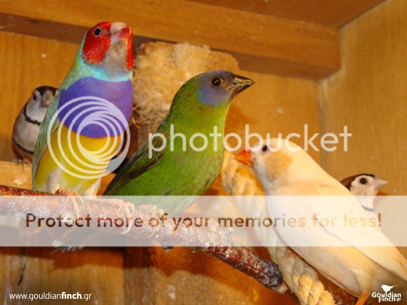 Parrotfinch008.jpg