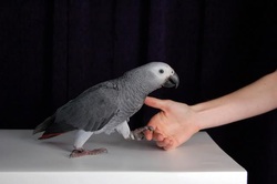 theworldofafricangreys.weebly.com