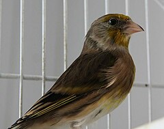 240px-Goldfinch_Canary_hybrid.JPG