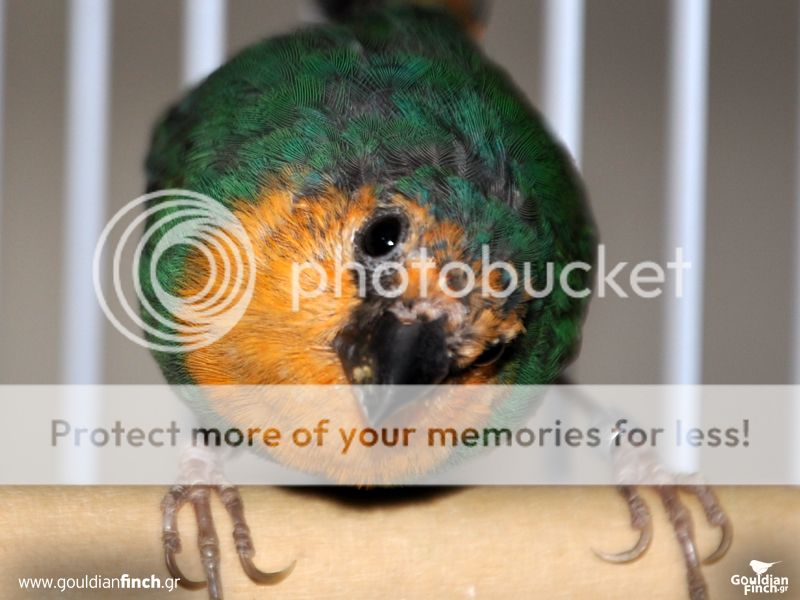 Parrotfinch017.jpg