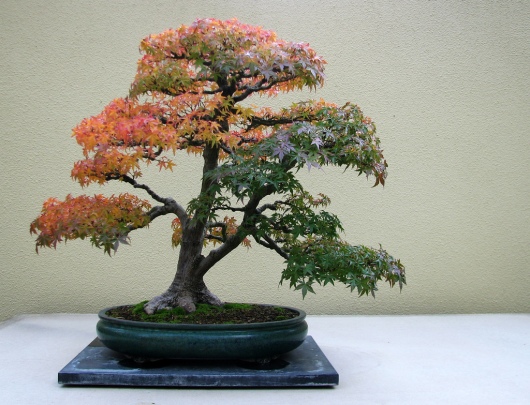 bonsai2.jpg