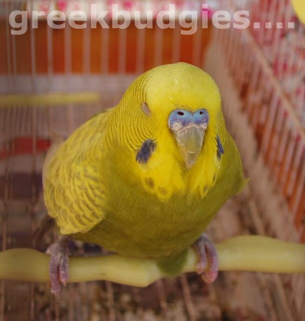 sick_budgie.jpg