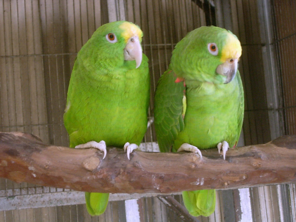 Amazona_ochrocephala_panamensis_-captive-8a.jpg