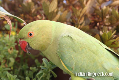 female-ringneck.jpg