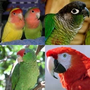 www.allpetbirds.com