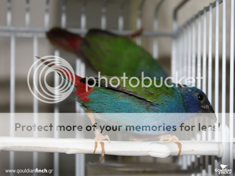 Parrotfinch032.jpg