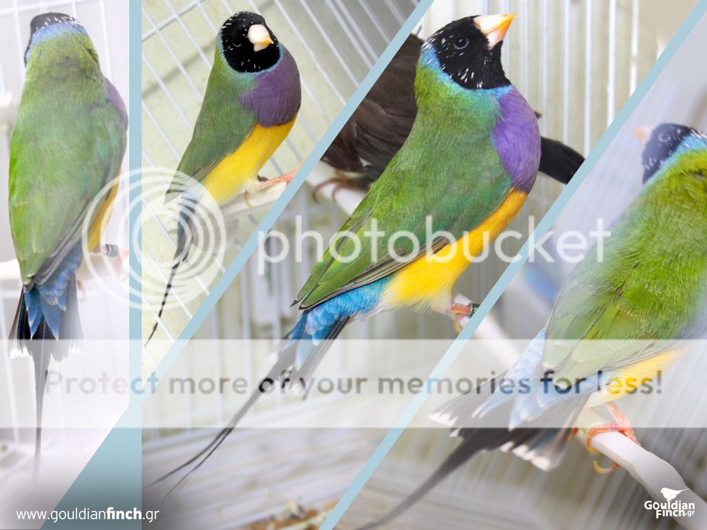 Gouldians1025_zpsy0amonhy.jpg