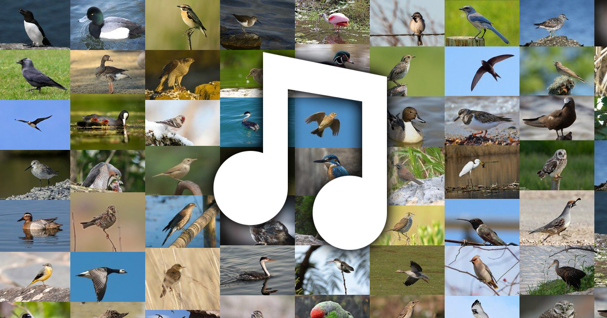 www.chant-oiseaux.fr