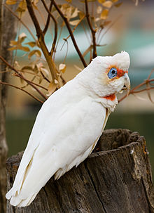 220px-Long-billed_Corella.jpg