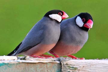 java_sparrow_6416.jpg