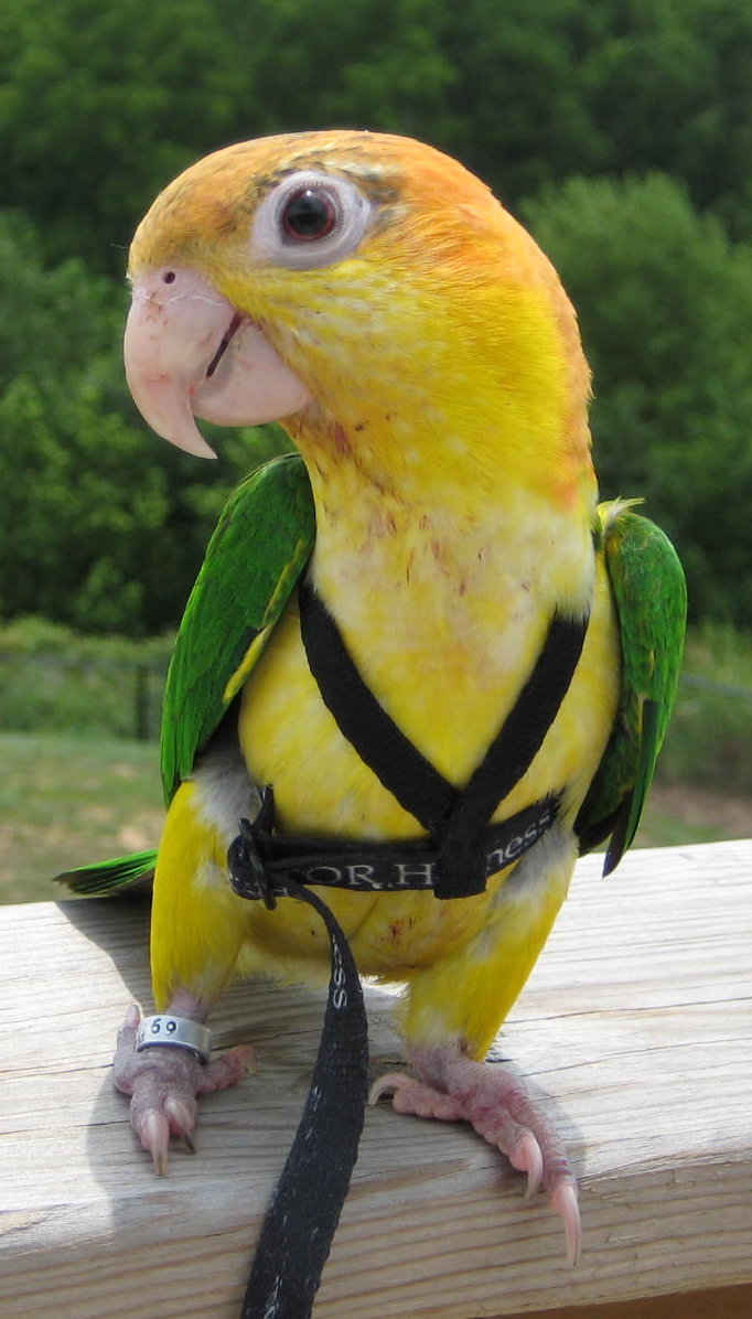 Juvenile_White-bellied_Caique_-_pet_in_a_harness.JPG