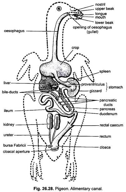 www.notesonzoology.com