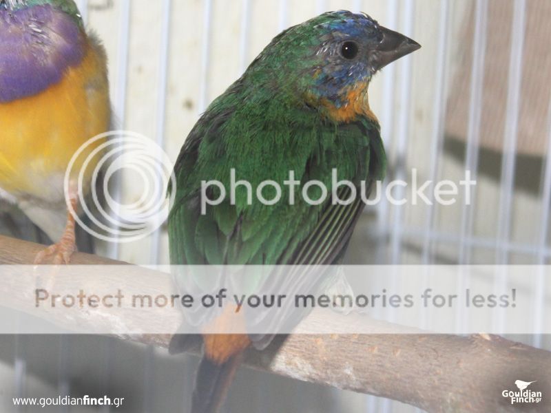 Parrotfinch097.jpg