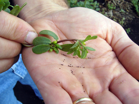 3-22purslane%20seeds-2.jpg