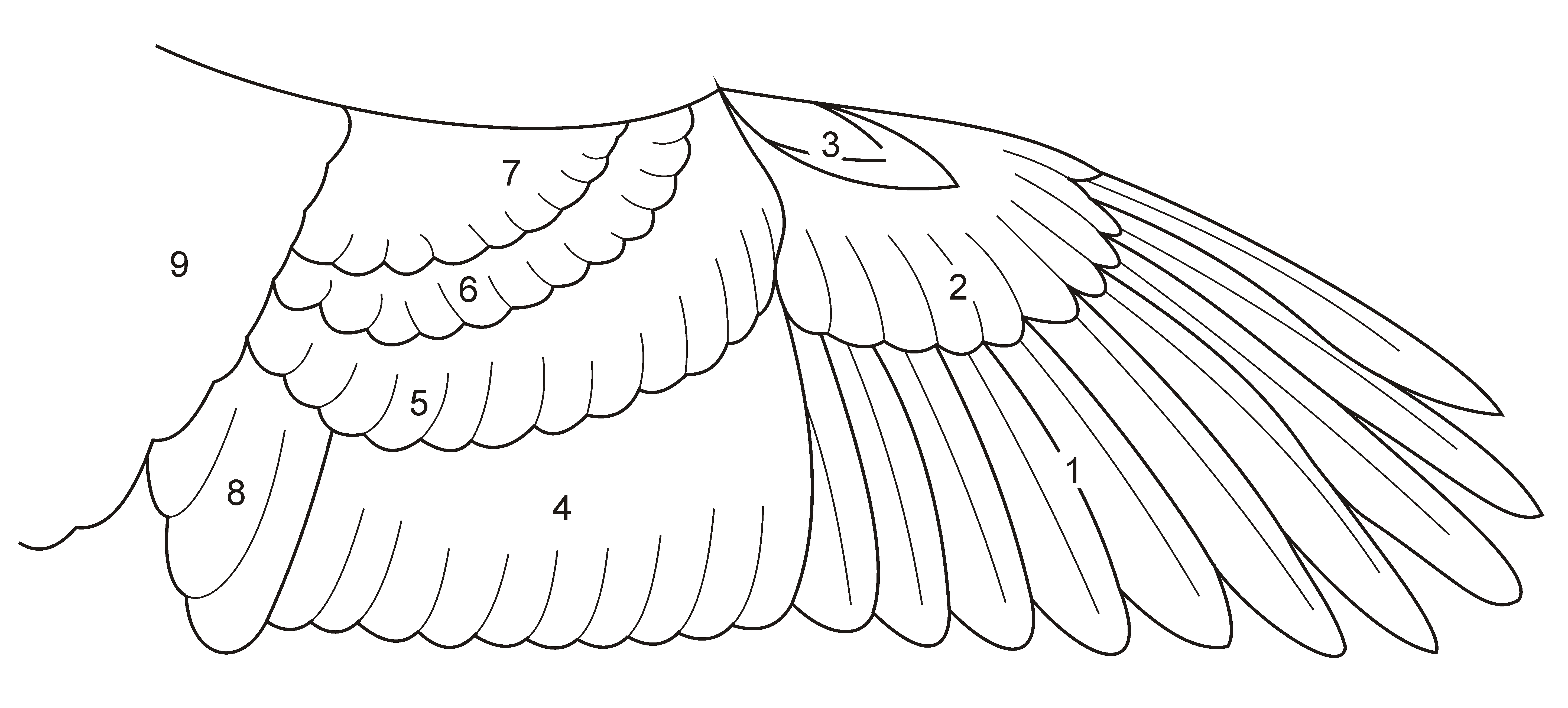 BirdWingFeatherSketch.png