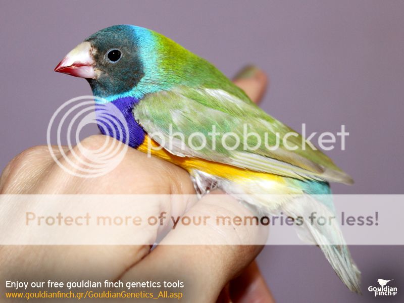 Gouldians498.jpg