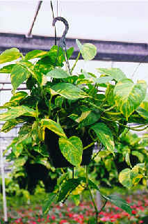 pothos2.jpg