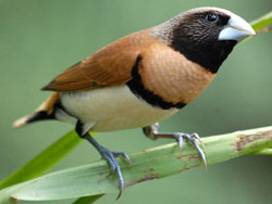 chestnut-breasted-mannikin.jpg