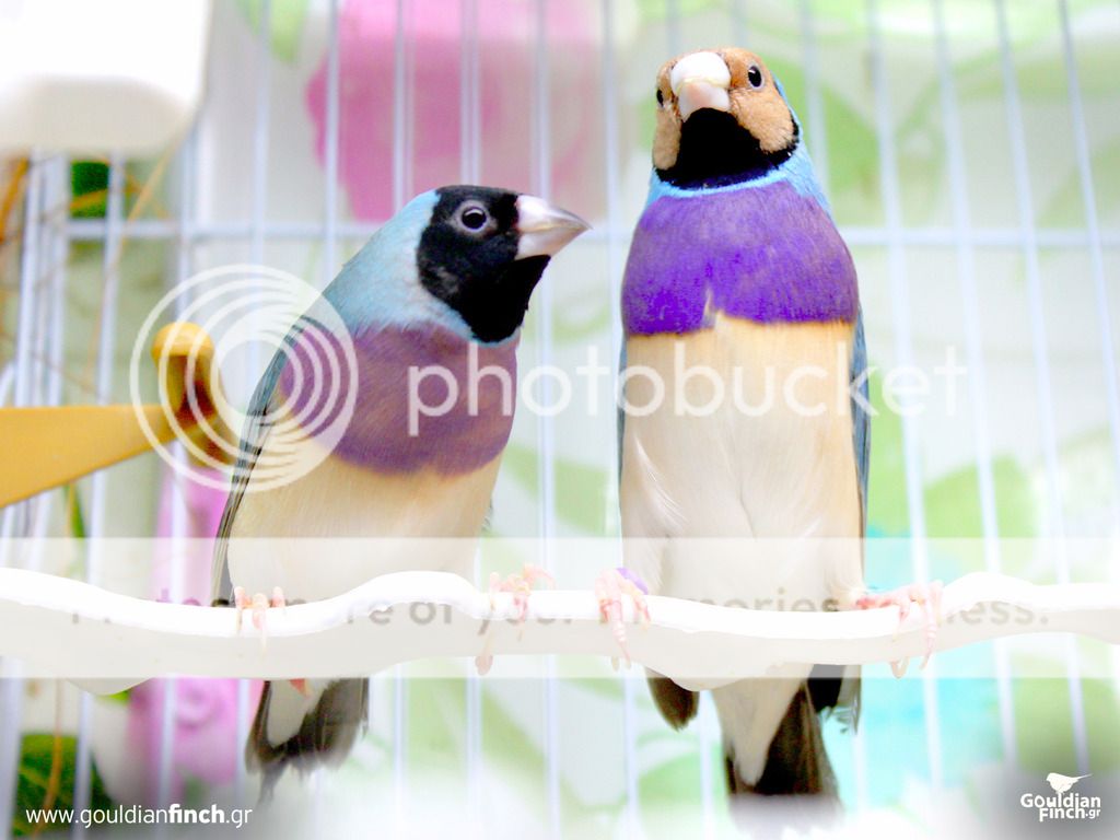 Gouldians1018_zpshh5qrqio.jpg