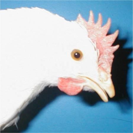 White_Leghorn_trimmed_beak.jpg