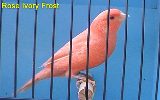 rose-ivory-frost.jpg